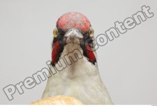 Green Woodpecker - Picus viridis 0017